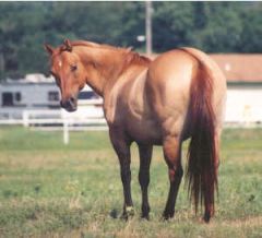Coat color is red with darker legs and mane/tail. A dorsal stripe is present and zebra striping may appear on legs.