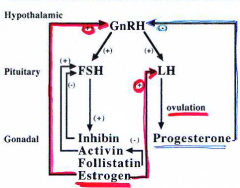 Only one GNRH, but estrogen is not increased by corpus luteum by inhibin feedbacking to slow down FSH production. Many cells won't secrete testosterone until primed by estrogen. Progesterone feedbacks to shut off its activation quickly. Activan ac...