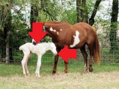 Coat color is uniformly white with dark eyes. Foal will die shortly after birth. (Coat color OO and WW is lethal)