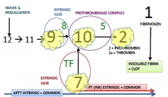 = enzymes and substrates of Xase and Prothrombinase
