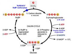 4 steps: carbon fixation, reduction, release of one molecule of G3P and regeneration of the starting molecule, ribulose bisphosphate. Does not require light