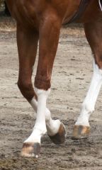 White marking extends to or slightly past the knee/hock.
