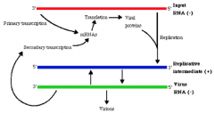 Negativ sense streng → kopi af denne giver (replikativt intermediate) og transkription af denne giver mRNA. mRNA bruges til at lave proteinerne med og det replikative intermediate bruges til at lave kopi af dens negative genom, og lave nye virus...