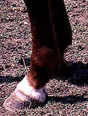 White marking extends halfway up the pastern, but not reaching the fetlock joint.