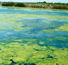 Algal blooms are caused by the photosynthetic, toxin-producing protists called dinoflagellates. 


 


Potential harm: toxins can build up in clams or shellfish, which can be ingested by humans. The clams/shellfish are not harmed. 