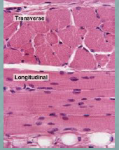 Celler er meget lange og cellekerne ligger i kanten af cellen
Musklerne kan styres bevidst
Vækst sker ved at celler bliver større
Type I er aerobe
Type II er anaerobe
