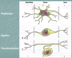 Soma er cellens krop. Herfra udløber ét axon, som sender signalet fra cellen videre. Der udløber også flere dendritter, som øger overfladearel og derved muligheden for at modtage signaler fra andre celler. 