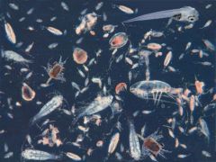 The small and microscopic organisms drifting or floating in the sea or fresh water, consisting chiefly of diatoms, protozoans, small crustaceans, and the eggs and larval stages of larger animals. Many animals are adapted to feed on plankton, espec...