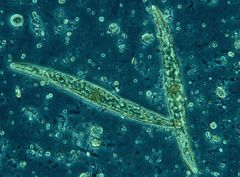 Plankton consisting of microscopic plants.