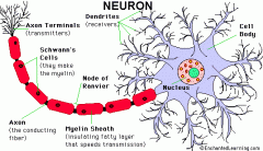 Parts of Neuron
 
(8)