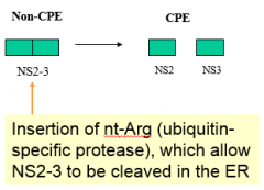 There was an INSERTION of an Arg into the NS2-3 sequence that allowed for protease cleavage, splitting the NS2 and NS3.

Together NS2-3 is Non-CPE BVDV
Seperate NS2 and NS3 is CPE BVDV