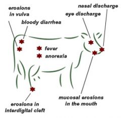 Epithelial cells (arterial walls, oviducts, uterus, mammary gland epi, hair follicles) resulting in mucosal disease

Reproductive System
Digestive System
Lungs
Kidneys
Adrenal glands