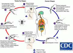Identify the pathogen described in the diagram