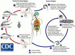 Identify the pathogen described in the diagram