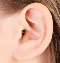 (outer) ear