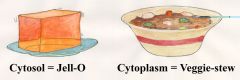 Difference between cytosol and cytoplasm