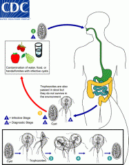 Identify the pathogen described in the diagram