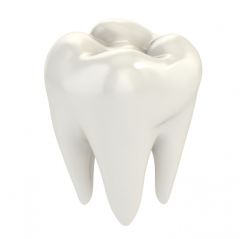 tooth