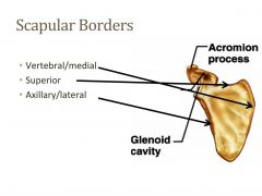 1. Vertebral/medial
2. Superior
3. Axillary/lateral