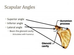 1. Superior angle
2. Inferior angle
3. Lateral angle