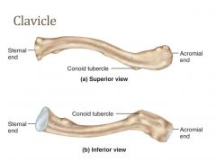 Rod like s-shaped bone
Most commonly fractured bone in the body
First bone to ossify in fetus