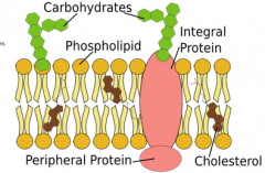 -phopholipid bilayer
 
-cholesterol
 
-carbohydrates
 
-integral and peripherial protein