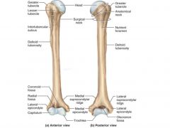 Anteromedial articular surface
 
Articulates with the ulna