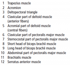 Origin: Ribs 1-6, clavicle, sternum
Insertion: lateral lip of intertubecular groove
Innervation: Medial and lateral pectoral N.
Action: Adduction, flexion, medial rotation of humerus
