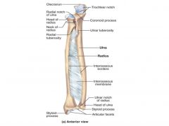 Proximal
Articulates with capitulum & ulna (radial notch)
Can rotate freely upon ulna