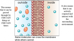 Is selectively permeable; this means is choosy about what comes in and out of the cell