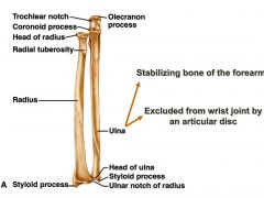 Proximal
Articulation with Trochlea of the humerus