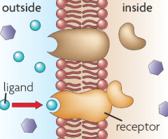 intracellular and membrane receptors