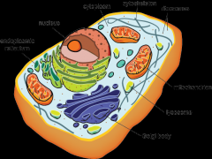 Central Vacuoles
 
Chloroplast
 
Cell Wall