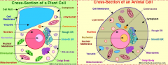 Animal and Plant cells