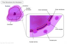 Controls what goes in and out of the nucleus