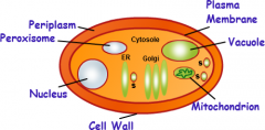 it provides support.
 
Cell wall surrounds the cell membrane
