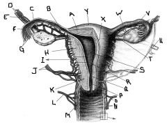 The home for a growing embryo, indicated by letters A & X is the....