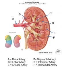 Biggest to smallest branches:
- Renal Artery
- Segmental Artery
- Lobar Artery
- Interlobar Artery
- Arcuate Artery
- Interlobular Artery