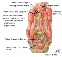 - Aorticorenal ganglion
- Rengal ganglia
- Vagus nerve