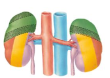 - Respiratory diaphragm (green)
- Transversus abdominis aponeurosis (orange)
- Quadratus lumborum (yellow)
- Psoas major (purple)