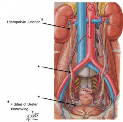 - Uteropelvic junction
- Ureter crossing over iliac arteries/veins
- Entrance to bladder