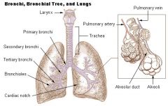 Conducts air to lungs (R & L), branch into smaller sections