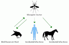 Mosquitoes (vector) transmit it from birds (reservoir) to humans and horses