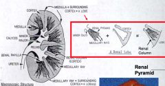 - Striated appearance
- Consists of renal pyramids
- Renal Papilla = apex or tip of a renal pyramid