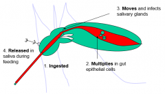 1. Virus is ingested from reservoir host with a blood meal
2. Virus replicates in the gut epithelial cells
3. Virus moves into the salivary glands
4. Virus released in saliva during next blood meal