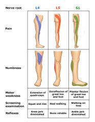 L4 nerve root is =exiting root, so ankle DF weak, Ant thigh numb=L2 or L3 nerve,  EHL weak= L5 palsy, Lat foot numb &PF weak S1 palsy,  higher incidence of far lateral herniations @ L3-4 level.Ans3