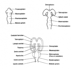 Het meest caudale rhombencephalon verdeelt zich in myelencephalon en metencephalon. Aan de dorsale zijde van het metencephalon zal zich het cerebellum ontwikkelen.


 


Juist boven of rastraal van het rhombencephalon is het mesencephalon dat...