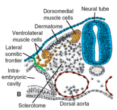 upper region:
dermatome
dorsomedial muscle cells
ventrolateral muscle cells
 
lower region:
vertebrae and ribs