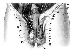 The groove in the scrotum, between the testes, is called the .....