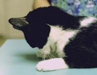 










•Hypokalemia
(cats)

•Serum K+
and/or Ca++ imbalances
 
•Hypothyroidism
•Hyperadrenocorticism

Diabetes
mellitus (cats) 
